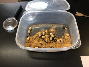 RÉGIO CULTURAL – Biociencências