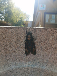 Resgate insólito no recinto Escolar